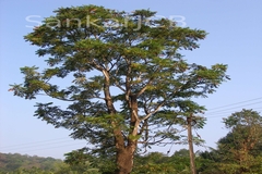Ailanthus triphysa